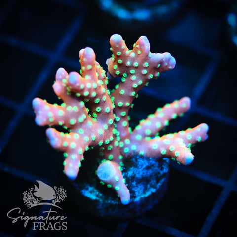 Tropicana Anacropora