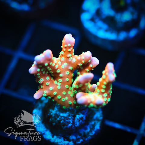 Tropicana Anacropora