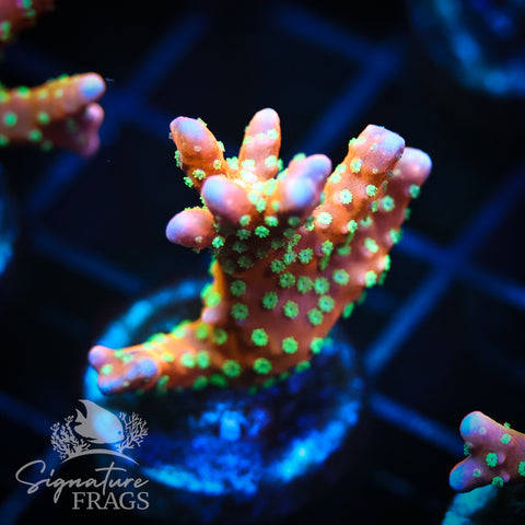 Tropicana Anacropora