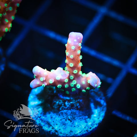 Tropicana Anacropora