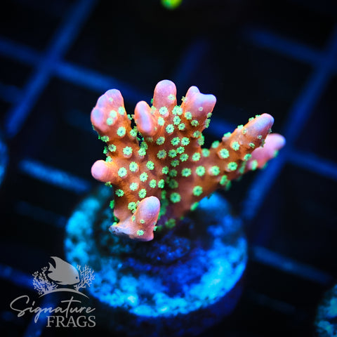 Tropicana Anacropora