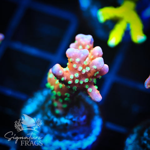 Tropicana Anacropora