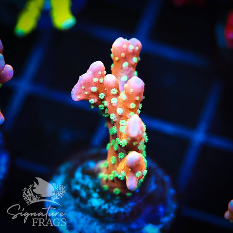 Tropicana Anacropora