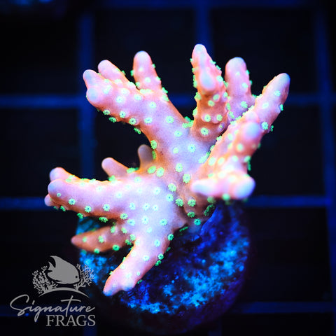 Tropicana Anacropora