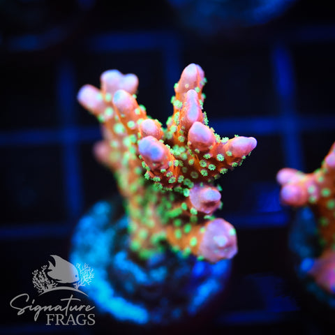 Tropicana Anacropora