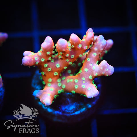 Tropicana Anacropora