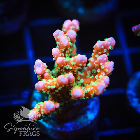 Tropicana Anacropora