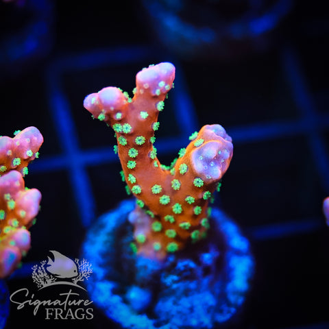 Tropicana Anacropora