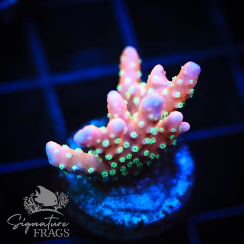 Tropicana Anacropora