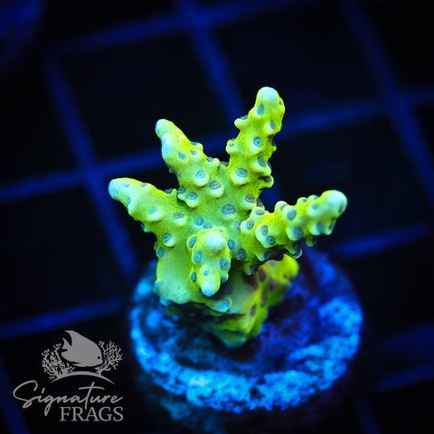 Golden Rod Anacropora