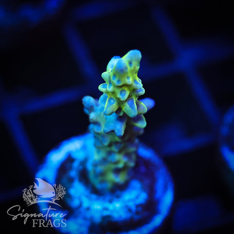Golden Rod Anacropora