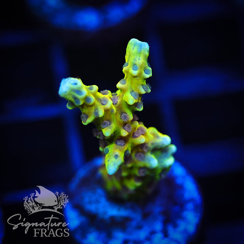 Golden Rod Anacropora