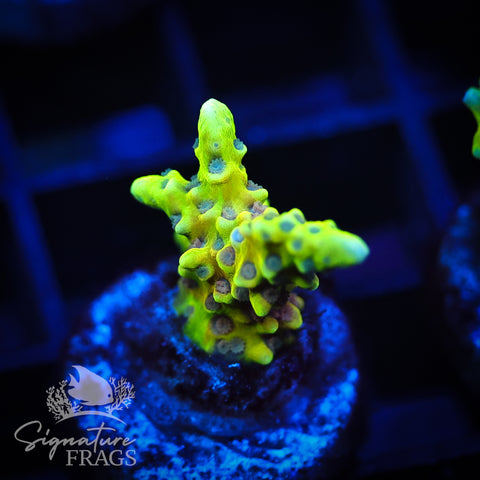 Golden Rod Anacropora