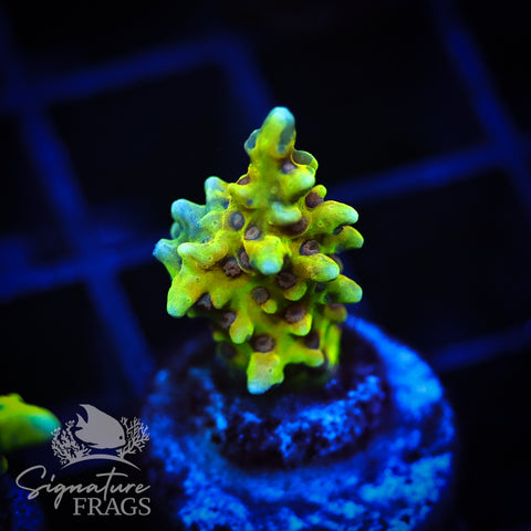 Golden Rod Anacropora