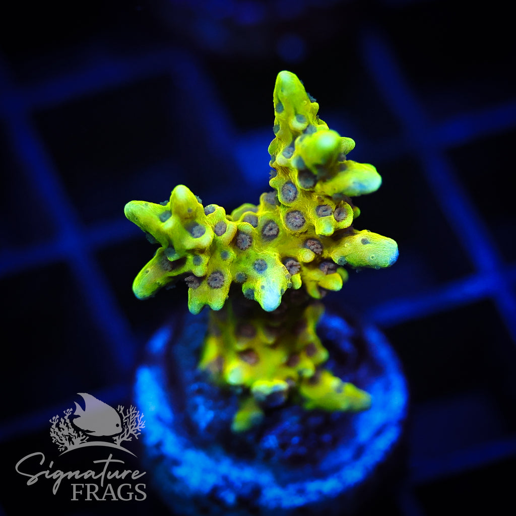 Golden Rod Anacropora