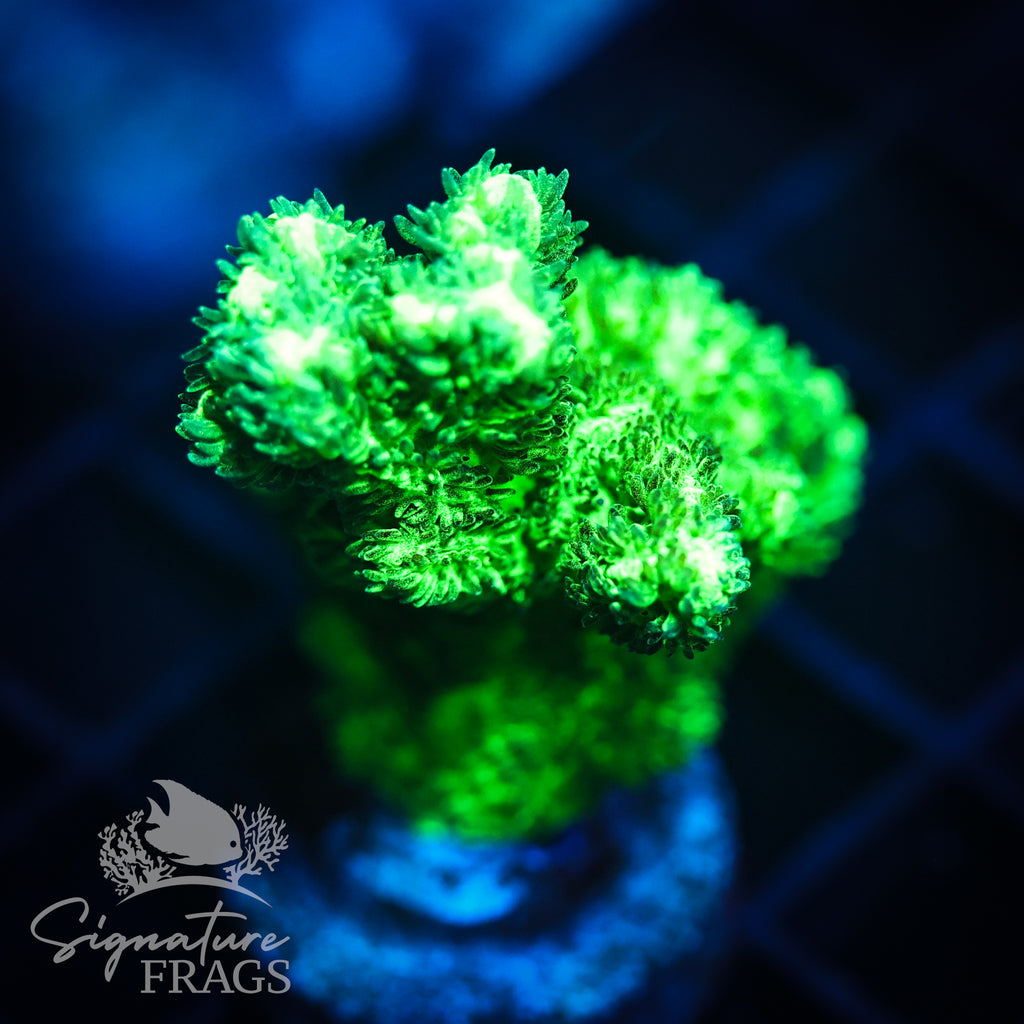 Branching Hydnophora