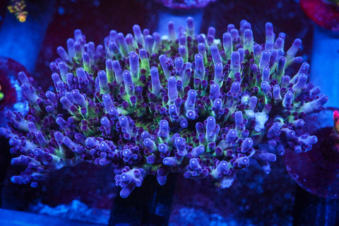 Frostbite Granulosa