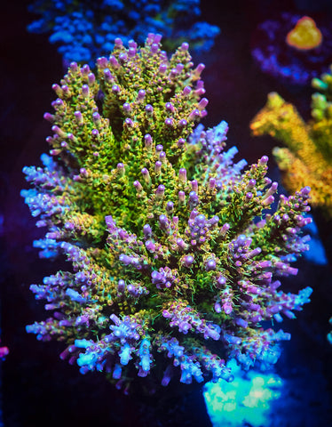 Rainbow Cytheria