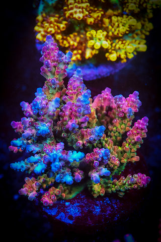 Signature's Rainbow