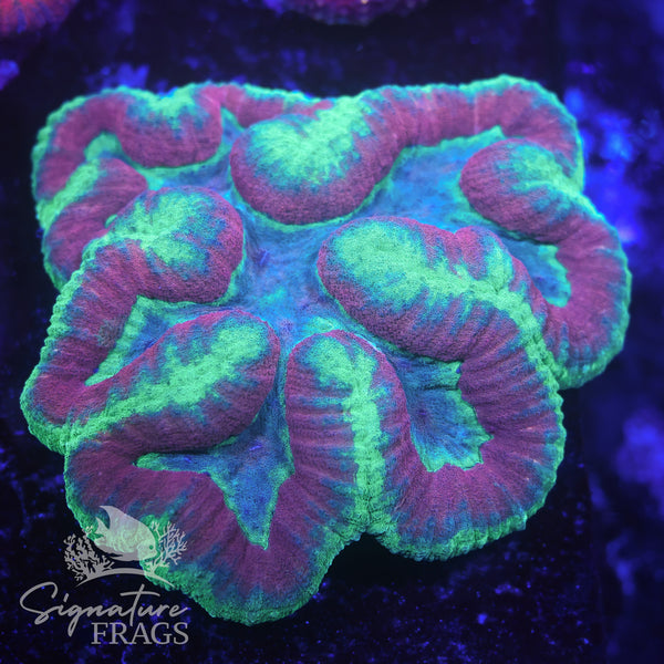 Rainbow Symphillia