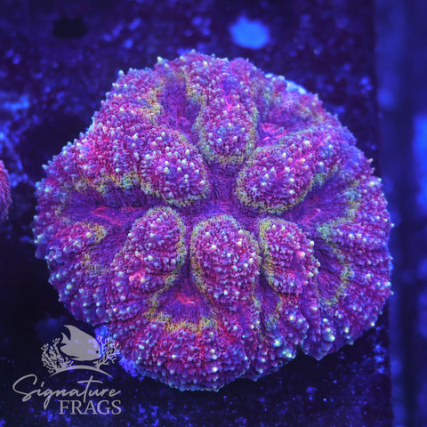 Rainbow Symphillia