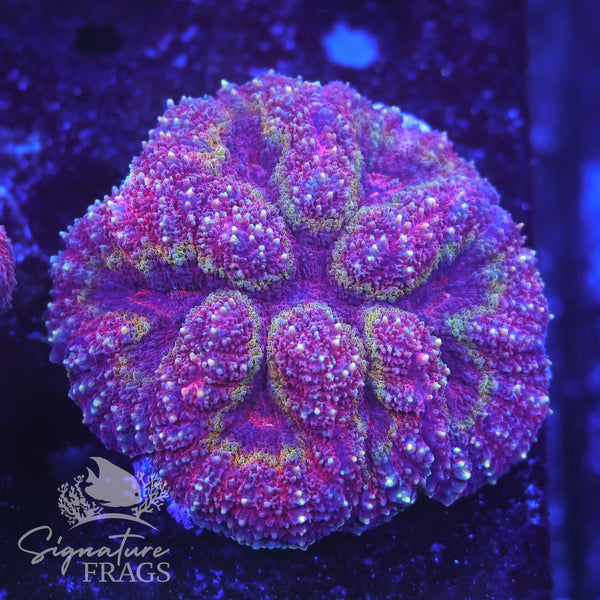 Rainbow Symphillia