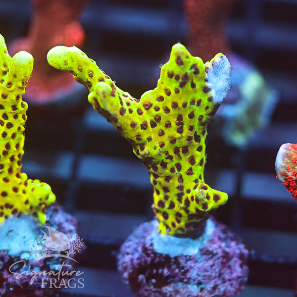 Slimeball Anacropora