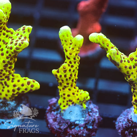 Slimeball Anacropora