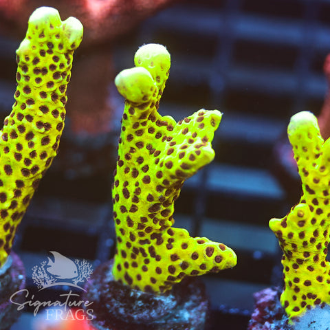 Slimeball Anacropora