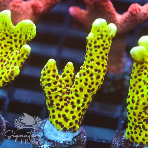 Slimeball Anacropora