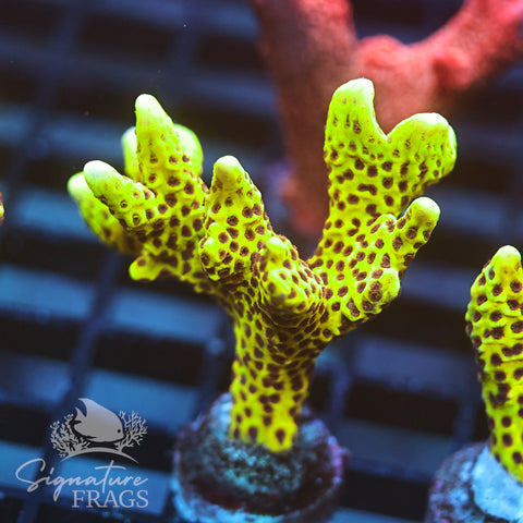 Slimeball Anacropora