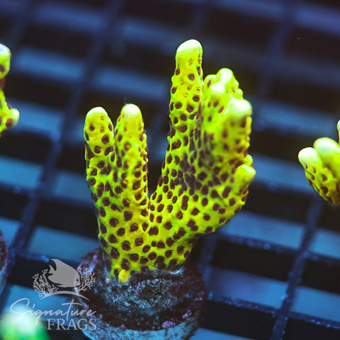 Slimeball Anacropora