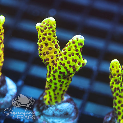 Slimeball Anacropora