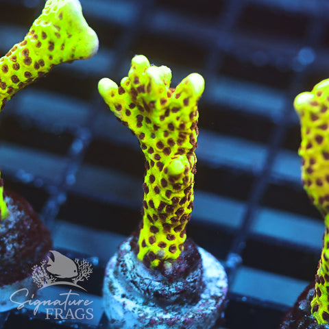 Slimeball Anacropora