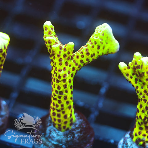 Slimeball Anacropora