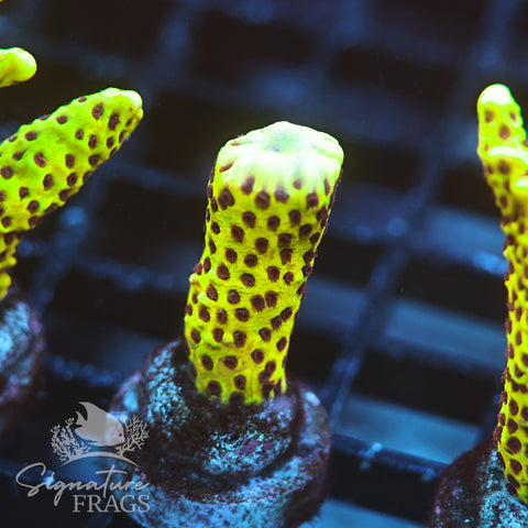 Slimeball Anacropora