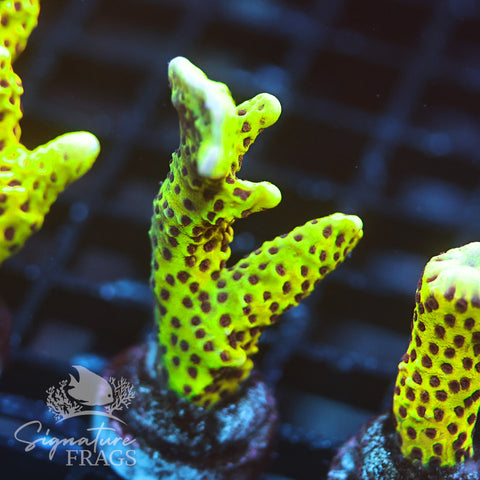 Slimeball Anacropora