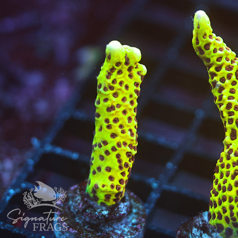 Slimeball Anacropora