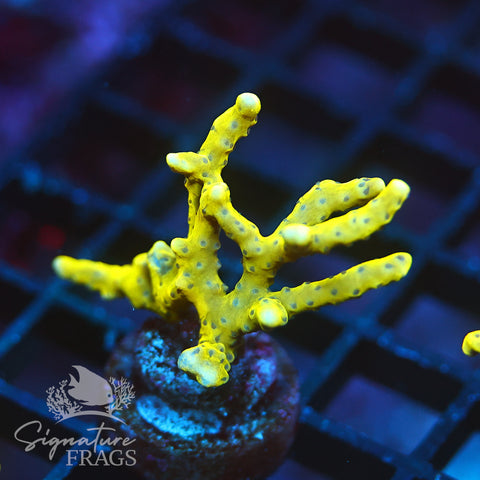 Anacropora