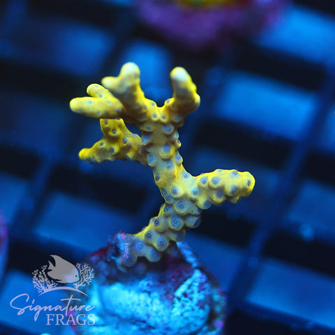 Anacropora