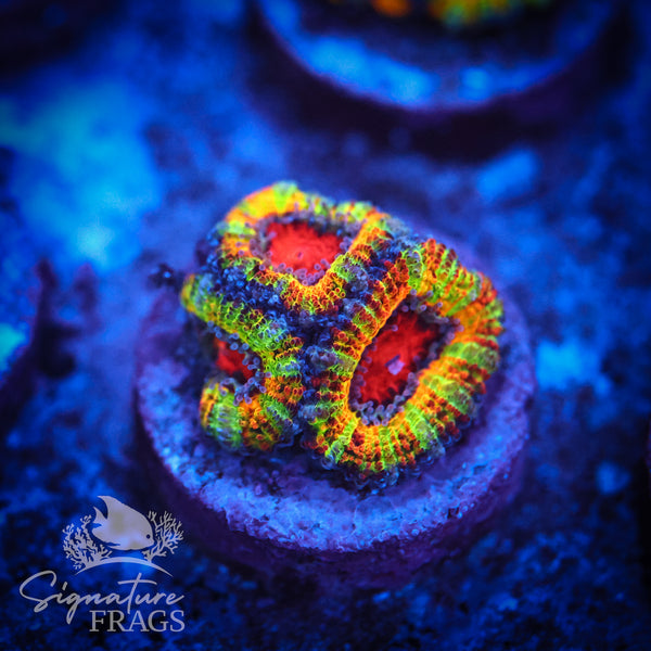 Ultimate Rainbow Micromussa Lord (Acan Lord)