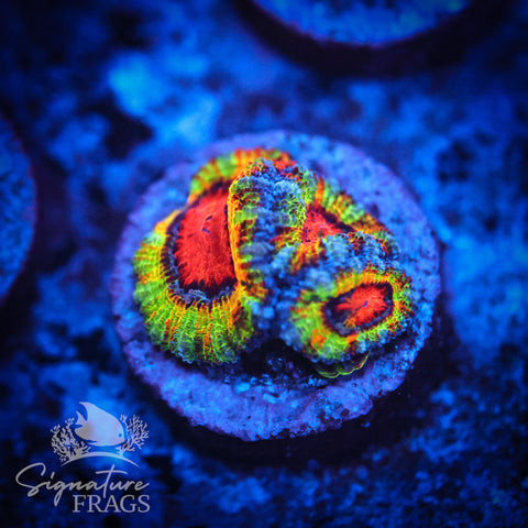 Ultimate Rainbow Micromussa Lord (Acan Lord)
