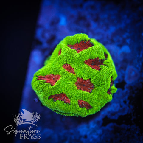 Crime Scene Goniastrea