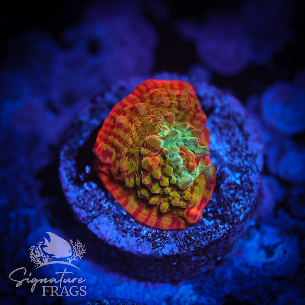 Rainbow Convict Chalice