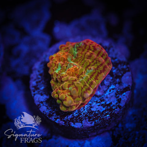 Rainbow Convict Chalice