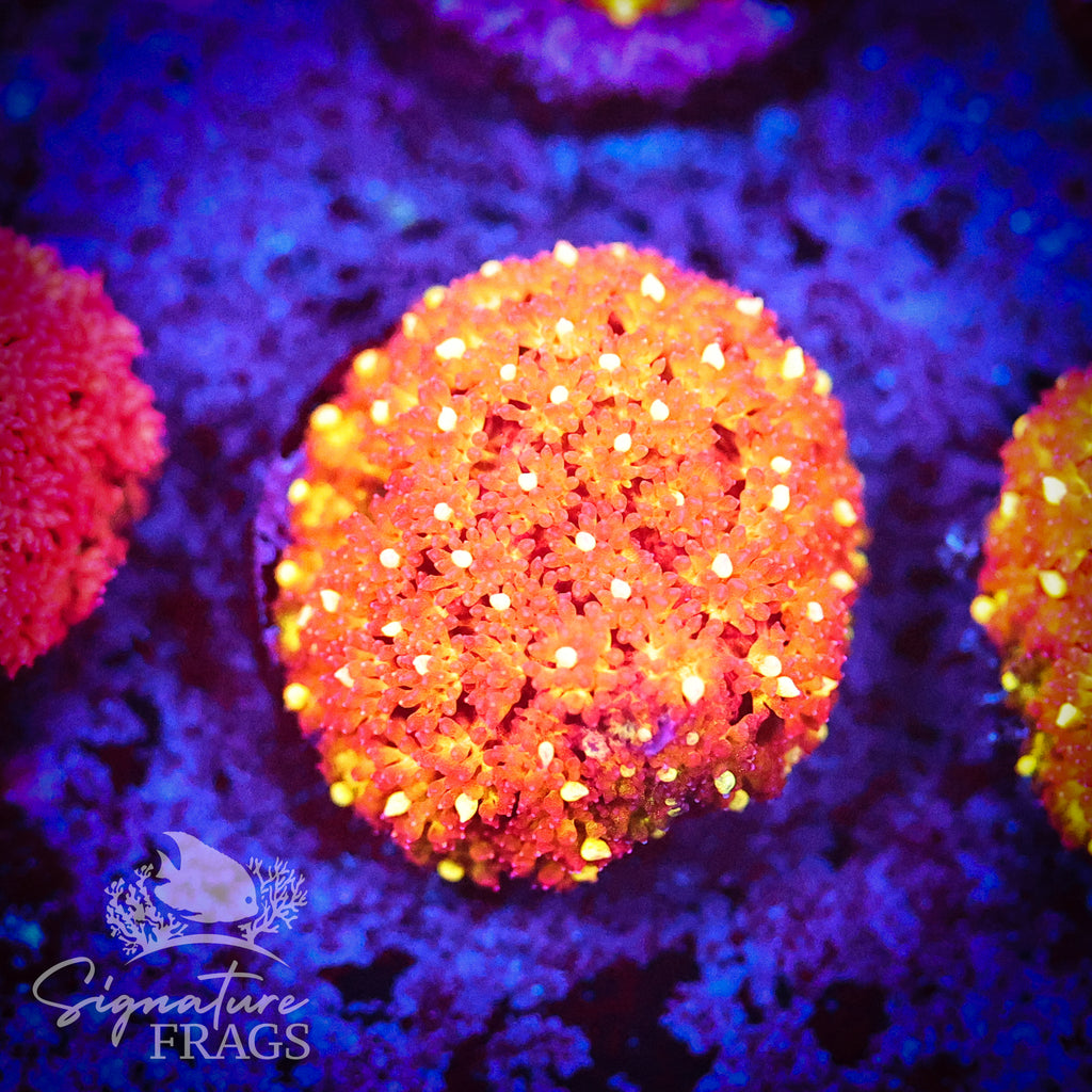 Burnt Orange Dwarf Goni