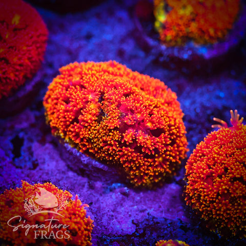 Rainbow Dwarf Goni