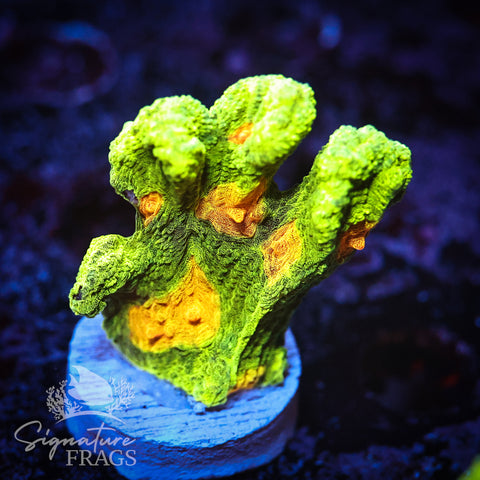Space Invader Pectinia