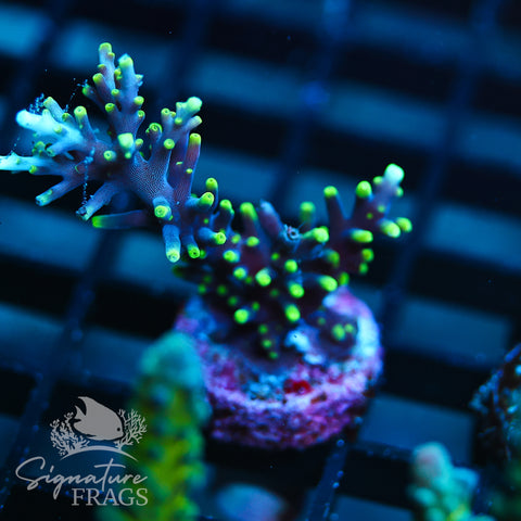 Blue Dragon