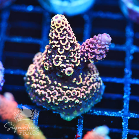 Purple Tip Rainbow Spath